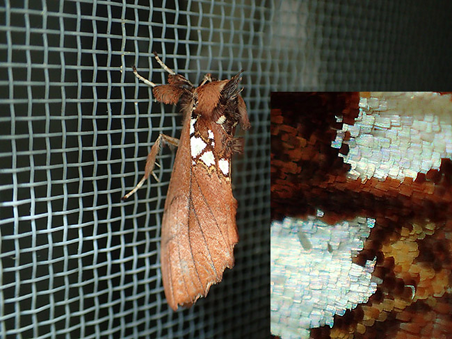 ギンモンシャチホコ