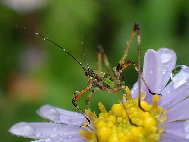 アシグロツユムシの幼虫