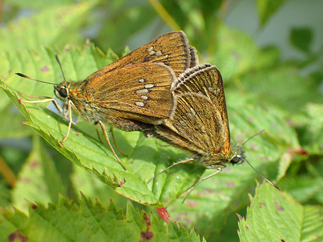 オオチャバネセセリの交尾