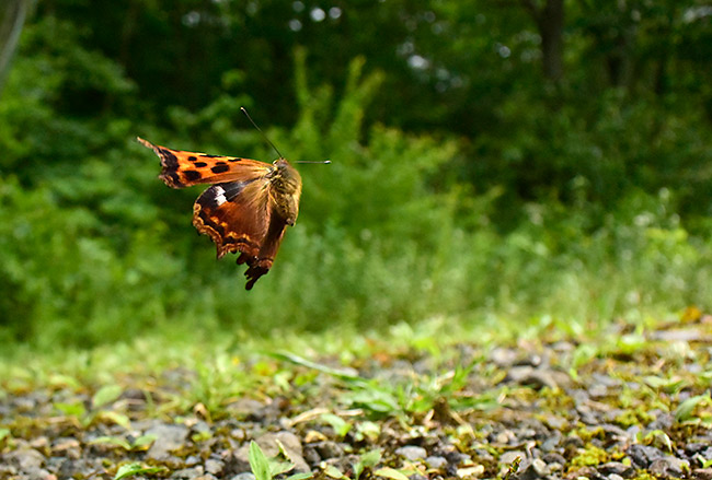 エルタテハの飛翔