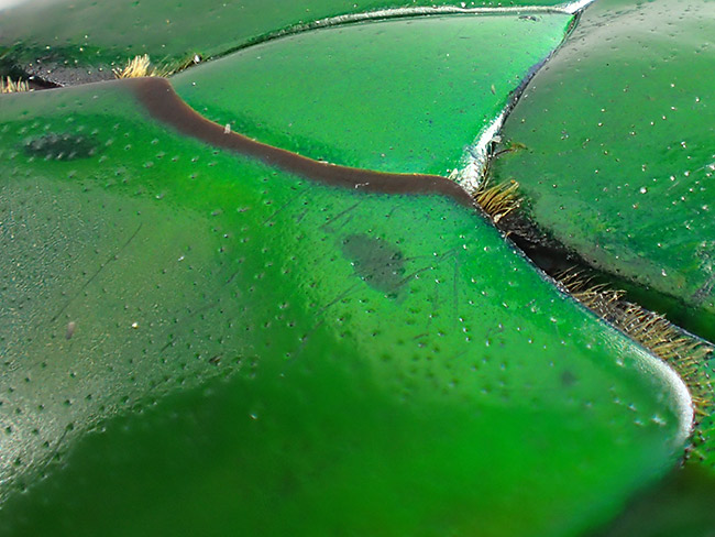 アオカナブンの小盾板