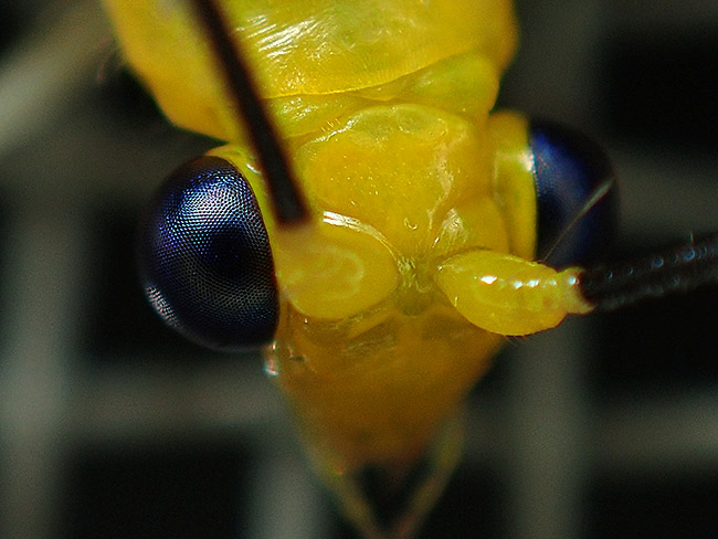 オオフトヒゲクサカゲロウ