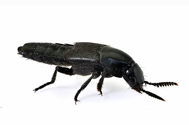 ナミクシヒゲハネカクシ