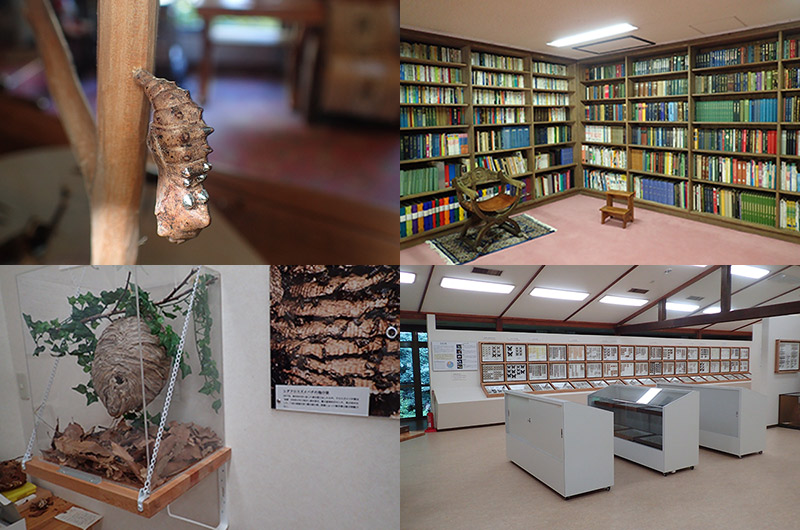 青木村の信州昆虫資料館