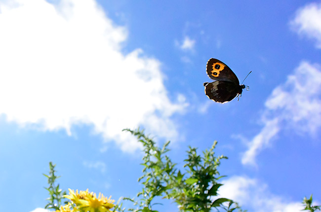 ベニヒカゲの飛翔