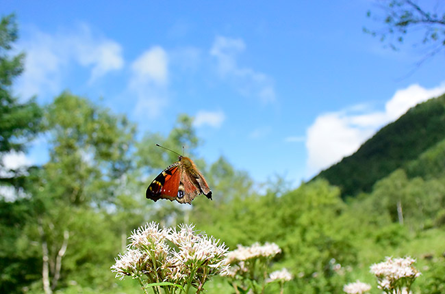 クジャクチョウの飛翔