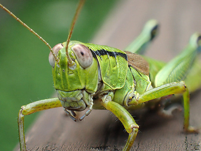 ミカドフキバッタ