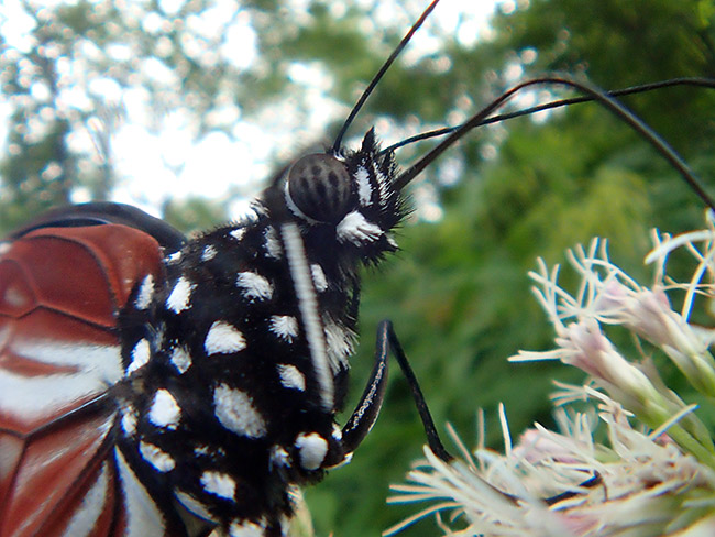 アサギマダラの吸蜜を魚露目で
