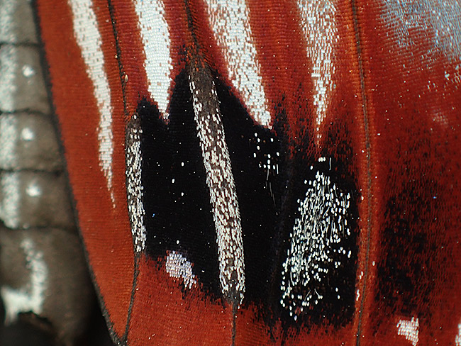 アサギマダラの性標