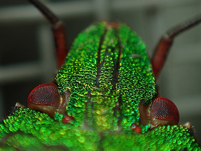 ツノアオカメムシの頭部のアップ