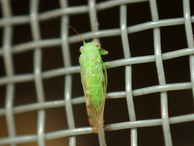 緑色のキジラミ