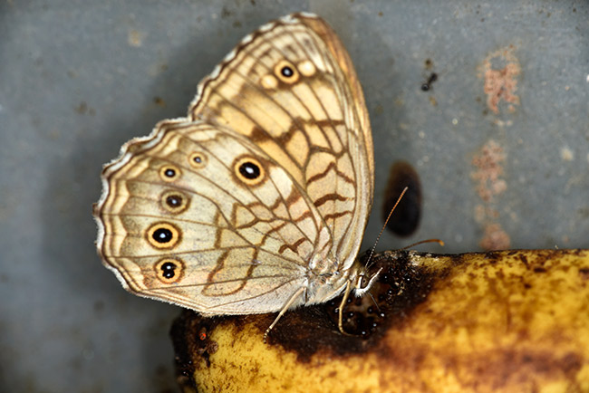 キマダラモドキ