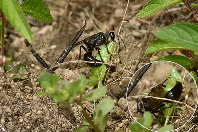 クロアナバチがクサキリを刺す