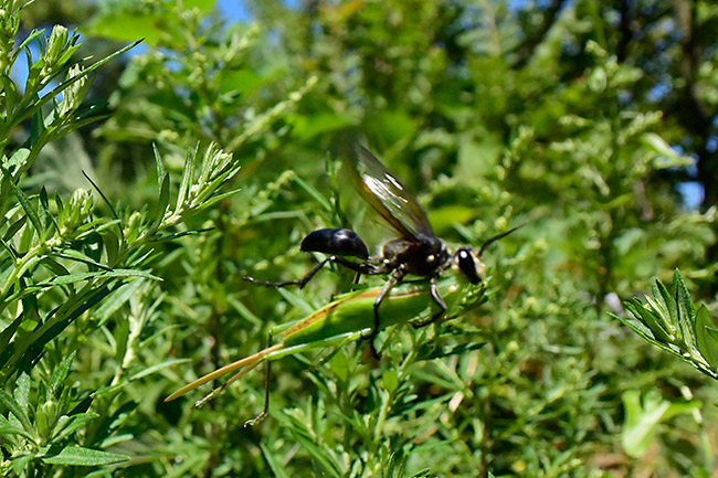 獲物を捕ってきたクロアナバチ
