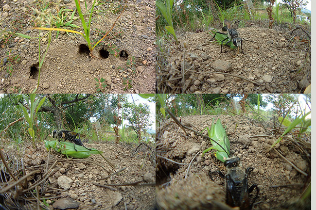 獲物を巣の入り口においてから穴掘り