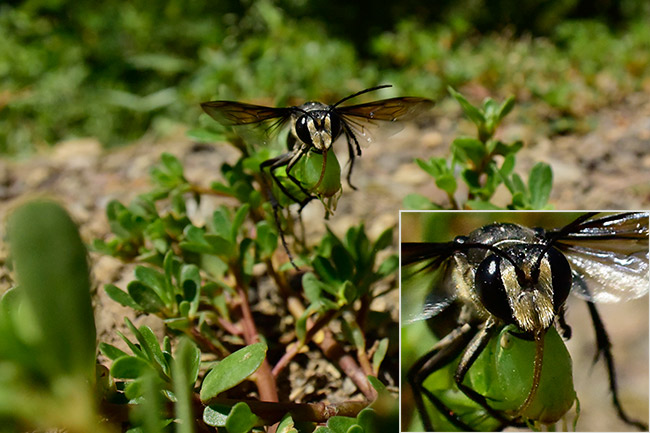 獲物の触角を咥えるクロアナバチ