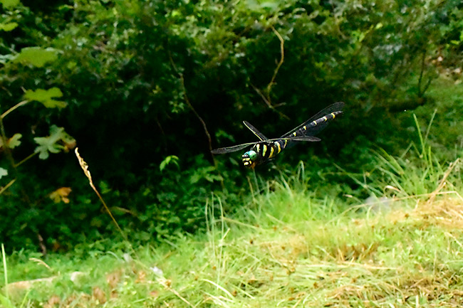 オニヤンマの飛翔