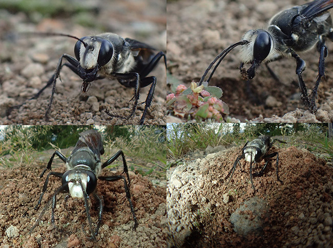 クロアナバチの顔