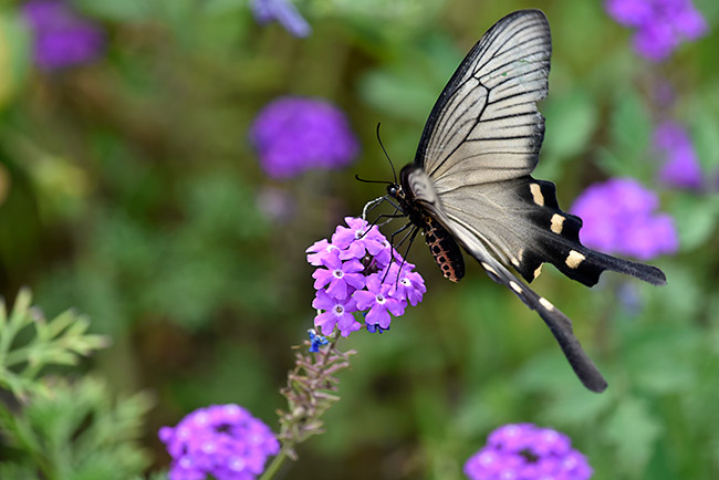 ジャコウアゲハ