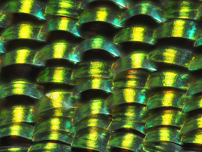 マダガスカルニシキツバメガの鱗粉