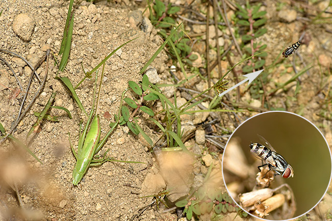 クロアナバチの寄生バエ
