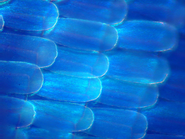 顕微鏡レンズでのモルフォチョウの鱗粉を深度合成