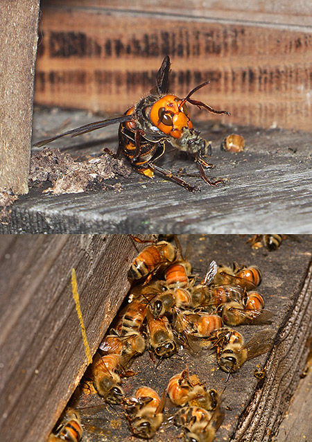 スズメバチの来襲