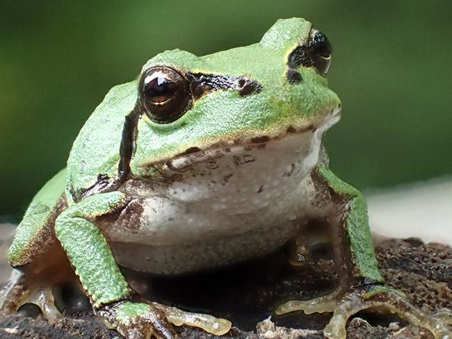 アマガエルを深度合成で