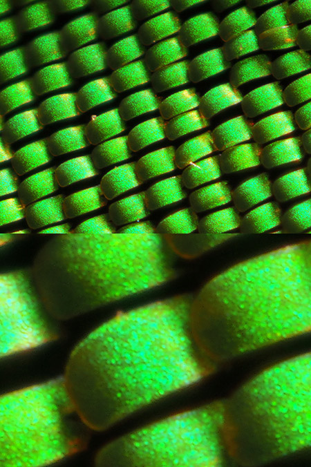 マイクロフォーサーズ用レンズでの超マクロ撮影