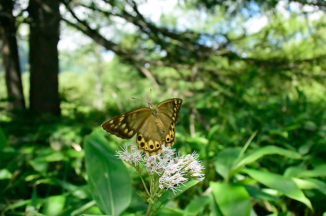 ヒメキマダラヒカゲの飛翔