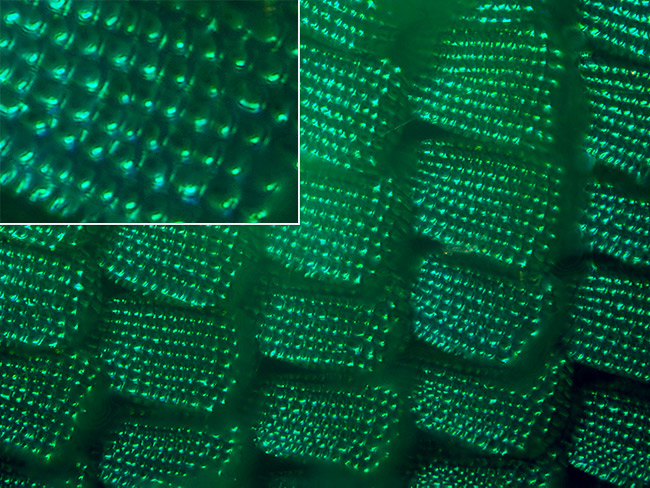 オビクジャクアゲハの鱗粉