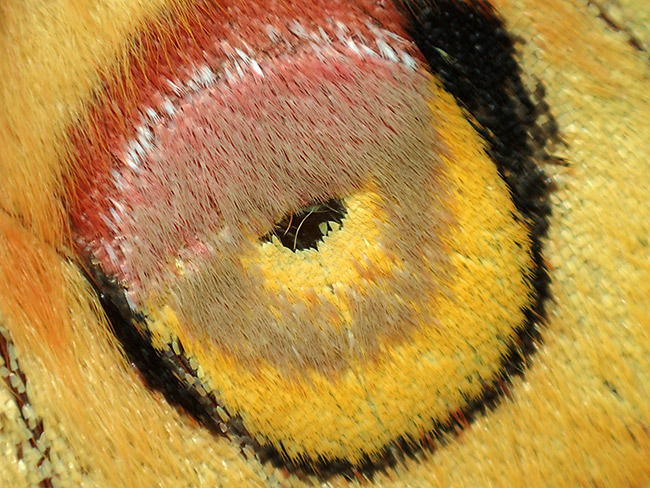 ヤママユの目玉模様