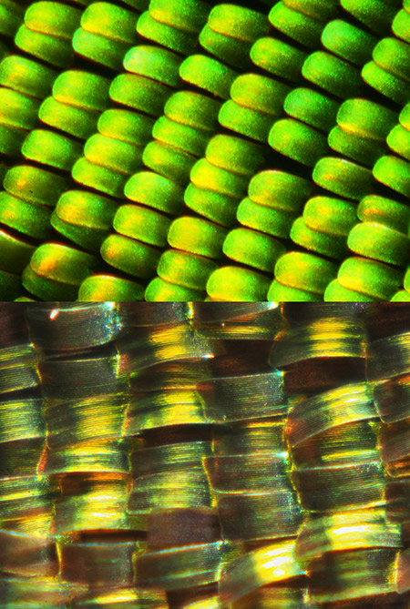 Cマウントレンズでの超マクロ