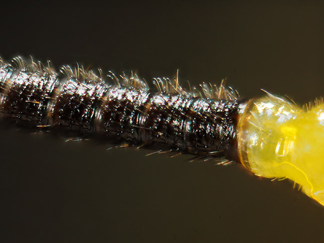 オオフトヒゲクサカゲロウの触角