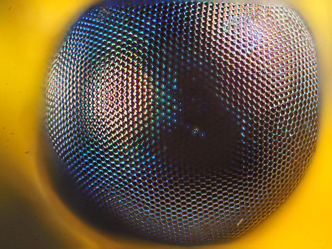 オオフトヒゲクサカゲロウの複眼