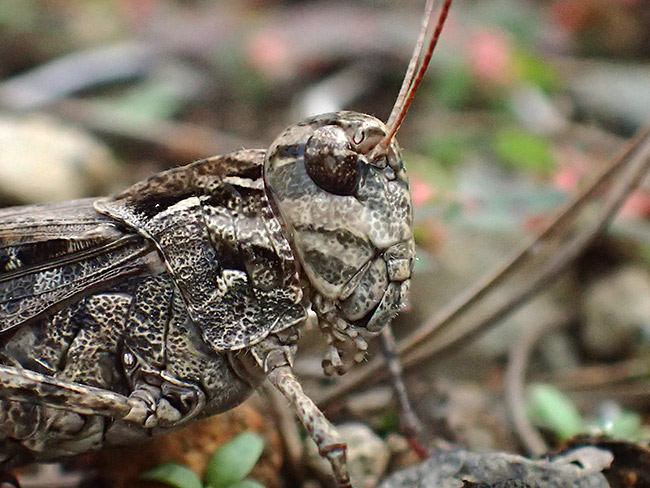 クルマバッタモドキの顔