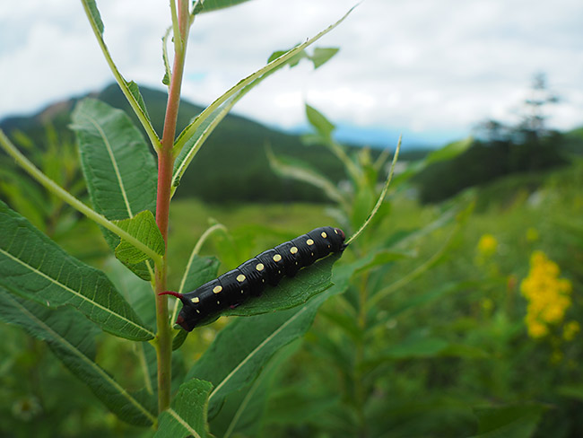イブキスズメの幼虫