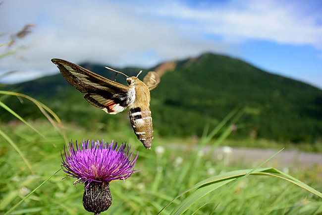アザミで吸蜜するイブキスズメ