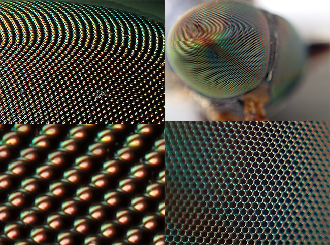 複眼の深度合成の難しさ