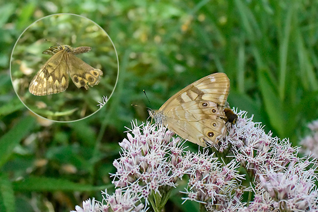 ヒメキマダラヒカゲ