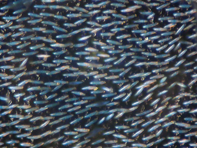 ルリボシカミキリの背中の拡大