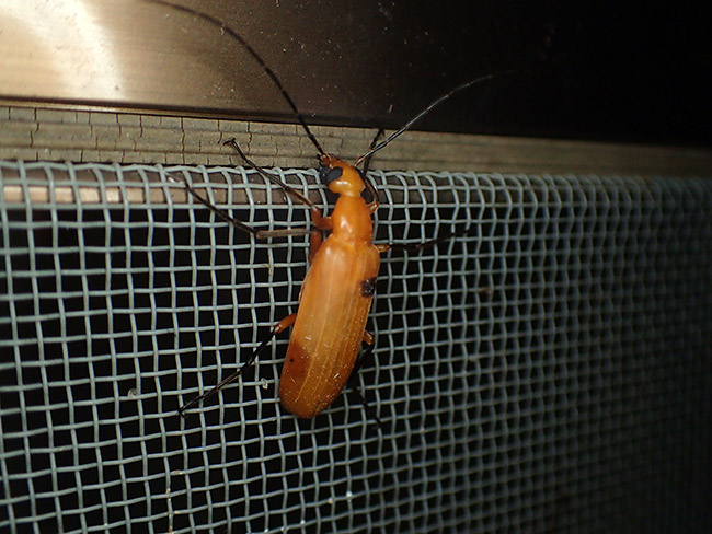 キイロゲンセイ