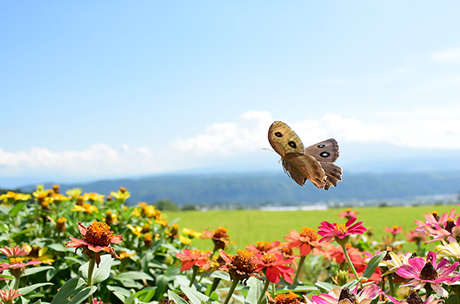 道端の花壇（ジャノメチョウの飛翔）