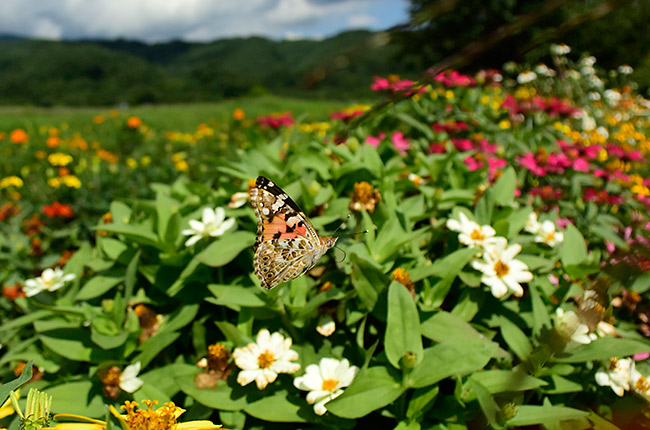 ヒメアカタテハの飛翔