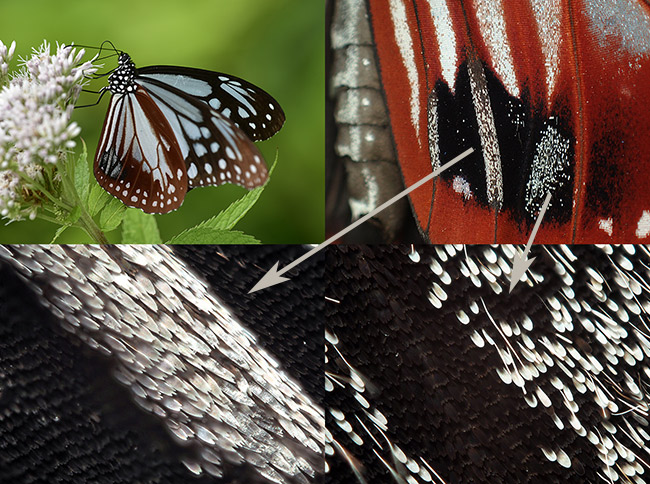 アサギマダラの性標の鱗粉