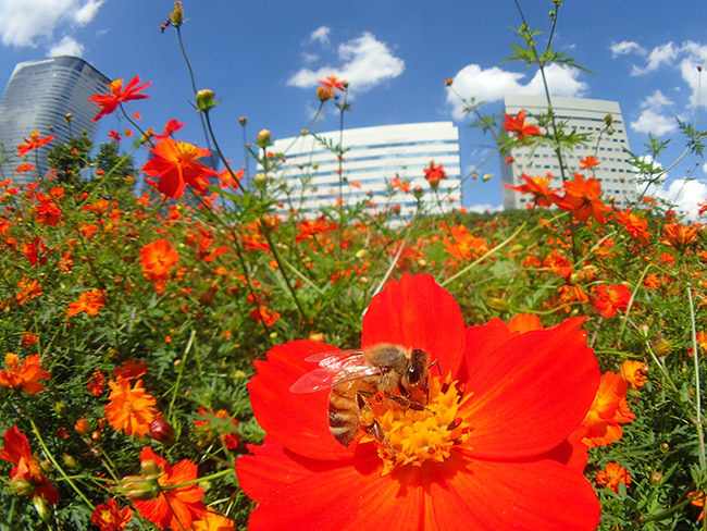 ミツバチを魚露目で