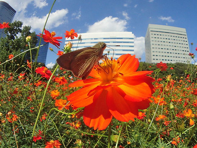 チャバネセセリを魚露目で
