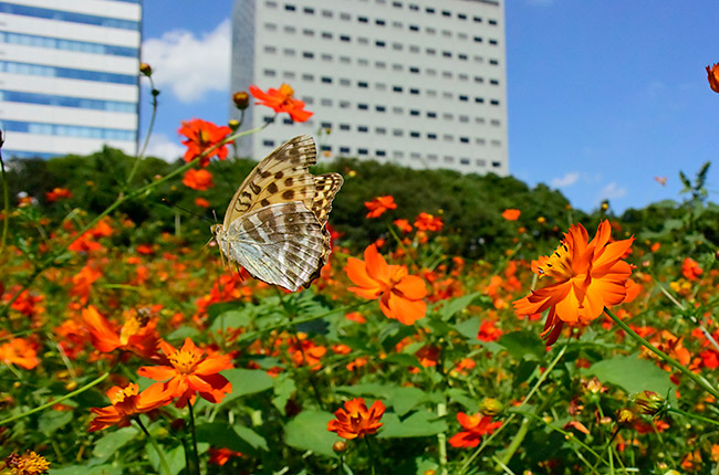 浜離宮でミドリヒョウモン