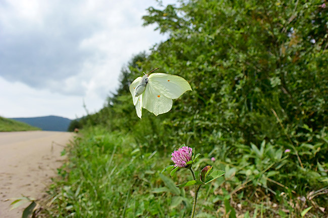 スジボソヤマキチョウの飛翔