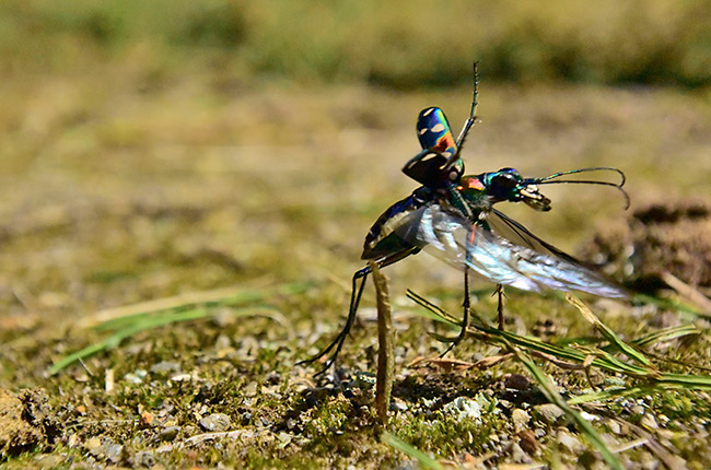 ナミハンミョウの飛翔